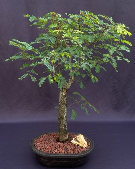 Flowering Horseflesh Mahogany Bonsai Tree -(lysiloma sabicu)