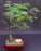 Flowering Horseflesh Mahogany Bonsai Tree -(lysiloma sabicu)