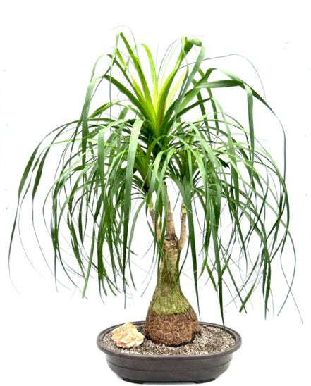 Ponytail Palm Bonsai Tree -(beaucamea recurvata)
