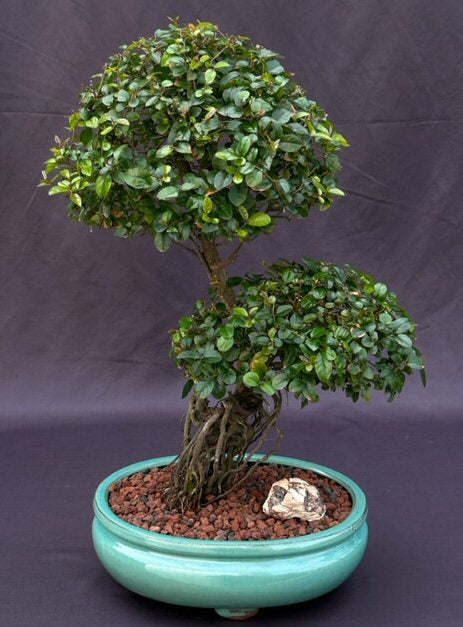 Flowering Sweet Plum Bonsai Tree-Curved Trunk & Exposed Root Style-(sageretia theezans)
