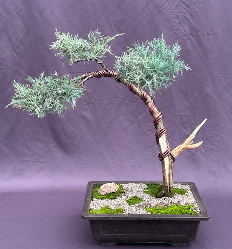 Shimpaku Juniper Bonsai Tree-(shimpaku itoigawa)