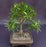 Willow Leaf Ficus Bonsai Tree-(Ficus Nerifolia/Salisafolia)