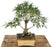 Willow Leaf Ficus Bonsai Tree-(Ficus Nerifolia/Salisafolia)