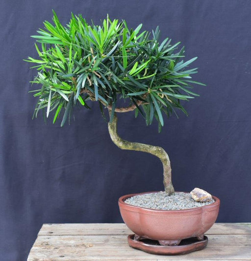 Flowering Podocarpus Bonsai Tree -Curved Trunk Style-(podocarpus macrophyllus)