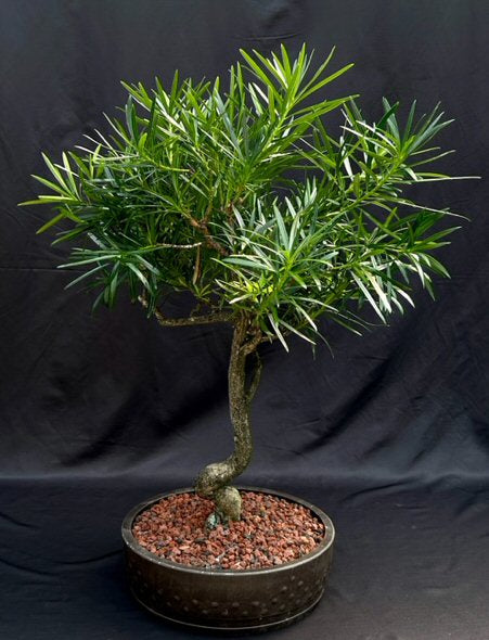 Flowering Podocarpus Bonsai Tree -Curved Trunk Style-(podocarpus macrophyllus)