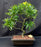 Flowering Podocarpus Bonsai Tree -Curved Trunk & Tiered Branching Style-(podocarpus macrophyllus)