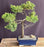Juniper Bonsai Tree - Trained in Jin Style--(juniper procumbens nana)