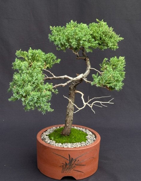 Juniper Bonsai Tree - Trained in Jin Style--(juniper procumbens nana)