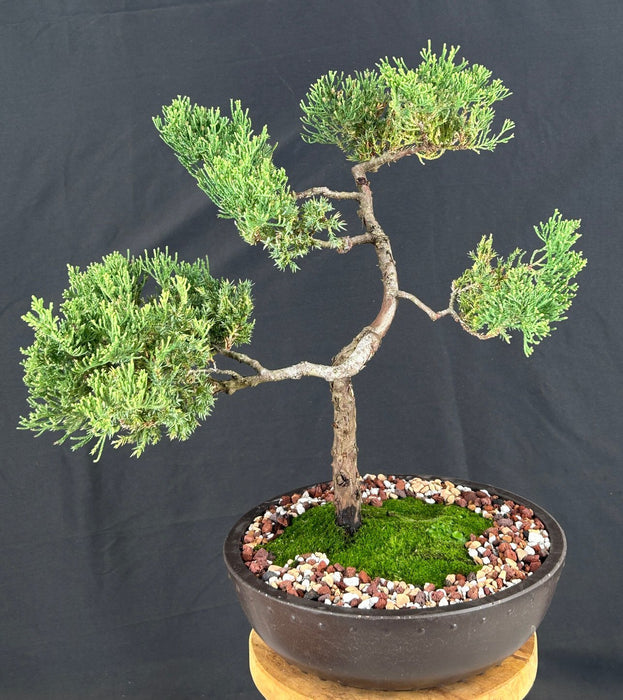 Juniper Bonsai Tree - Trained-(juniper procumbens nana)