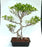 Ficus Retusa Bonsai Tree-Curved Trunk & Tiered Branching-(ficus retusa)