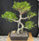 Ficus Retusa Bonsai Tree-Curved Trunk & Tiered Branching-(ficus retusa)