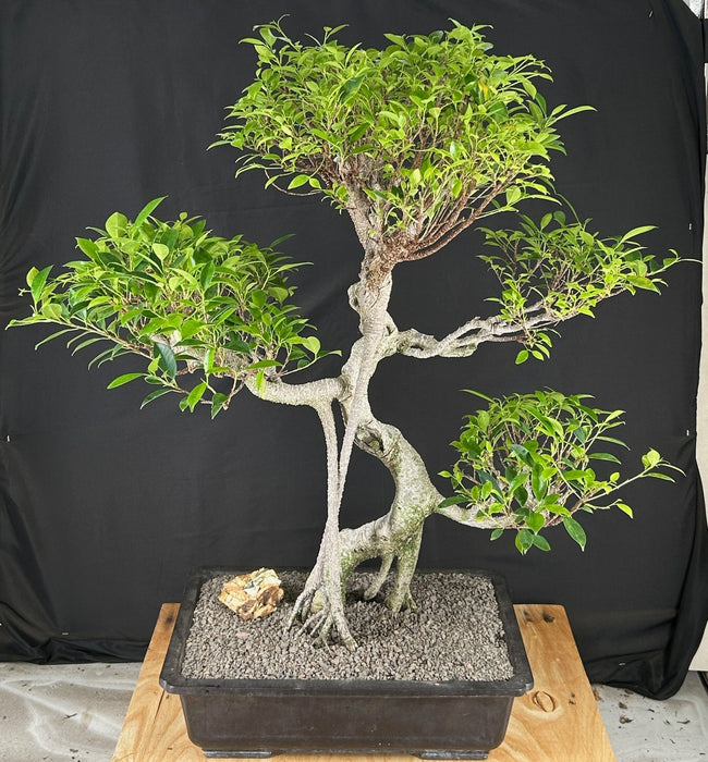 Ficus Retusa Bonsai Tree-Curved Trunk & Tiered Branching-(ficus retusa)