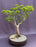 Shishigashira Japanese Maple Bonsai Tree-(acer palmatum 'shishigashira')