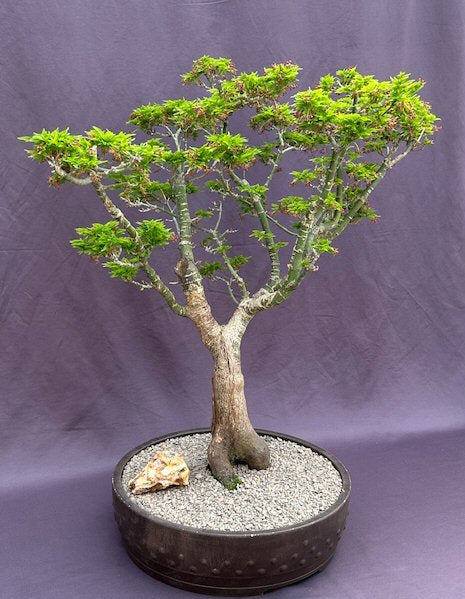 Shishigashira Japanese Maple Bonsai Tree-(acer palmatum 'shishigashira')