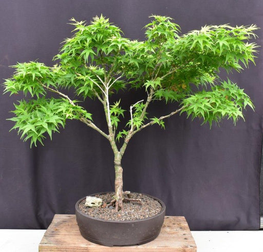Sharps Pygme Japanese Maple Bonsai Tree-Trained in Jin Style-(acer palmatum 'sharps pygme')