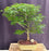 Flowering Brazilian Raintree Bonsai Tree -(pithecellobium tortum)