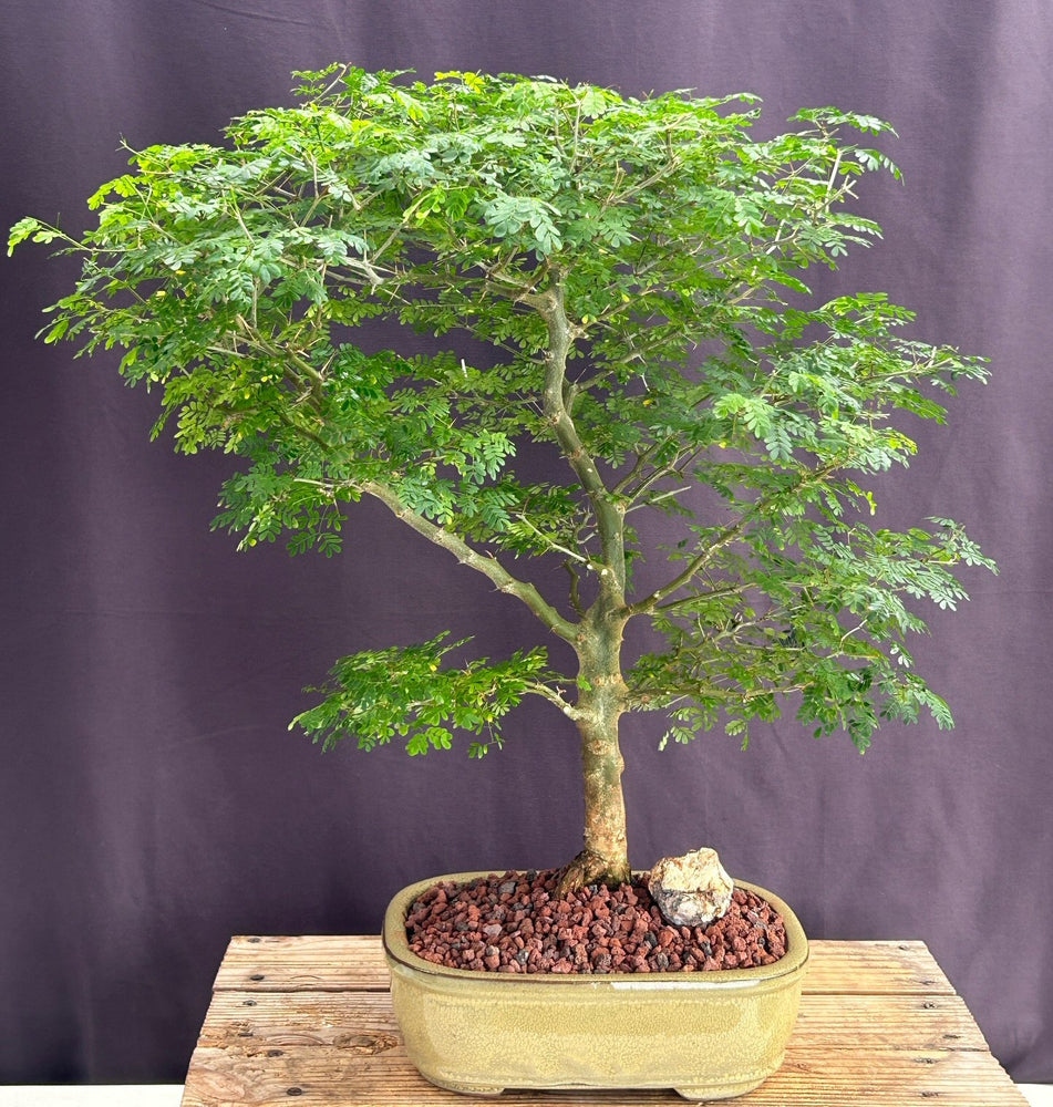 Flowering Brazilian Raintree Bonsai Tree -(pithecellobium tortum)