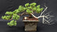 Juniper Bonsai Tree - Trained in Jin Style -(juniper procumbens nana)