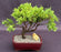 Juniper Bonsai Tree - Trained -(juniper procumbens nana)