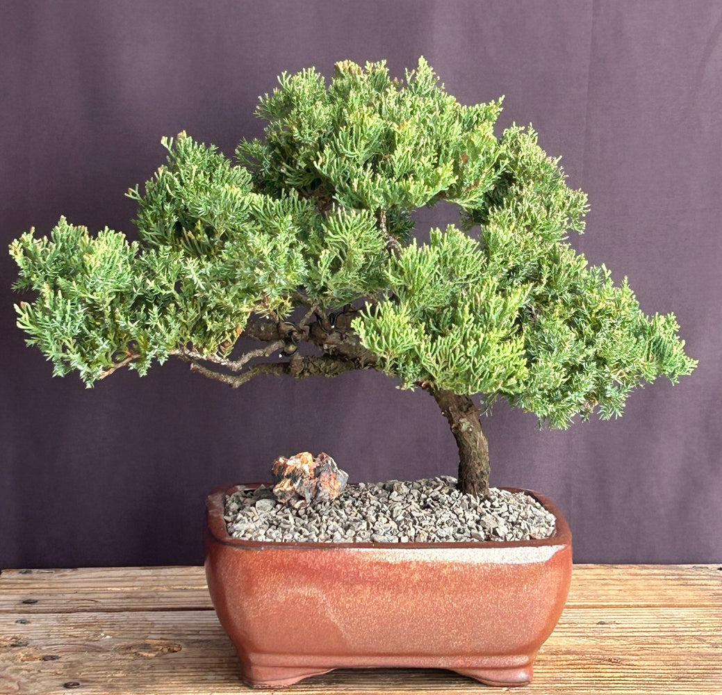 Juniper Bonsai Tree - Trained -(juniper procumbens nana)