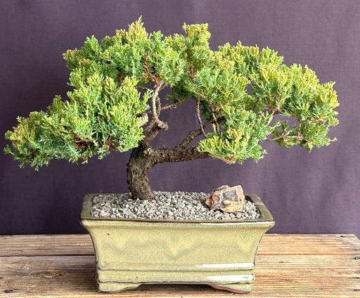 Juniper Bonsai Tree - Trained -(juniper procumbens nana)