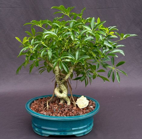 Hawaiian Umbrella Bonsai Tree-Coiled Trunk Banyan Style-(arboricola schefflera 'luseanne')