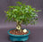 Hawaiian Umbrella Bonsai Tree-Coiled Trunk Banyan Style-(arboricola schefflera 'luseanne')