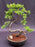 Juniper Bonsai Tree - Trained in Jin Style-(juniper procumbens nana)