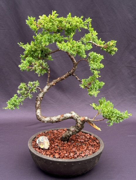 Juniper Bonsai Tree - Trained in Jin Style-(juniper procumbens nana)