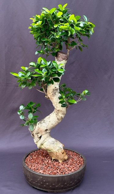 Fruiting Green Emerald Ficus Bonsai Tree-Curved Trunk & Tiered Branching-(ficus microcarpa)
