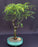 Flowering Horseflesh Mahogany Bonsai Tree -(lysiloma sabicu)