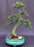 Chinese Elm Bonsai Tree-Tiered Branching Style-(ulmus parvifolia)