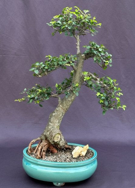 Chinese Elm Bonsai Tree-Tiered Branching Style-(ulmus parvifolia)