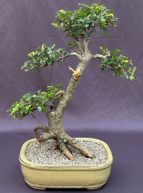 Chinese Elm Bonsai Tree-Exposed Roots & Tiered Branching-(ulmus parvifolia)