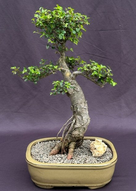 Chinese Elm Bonsai Tree-Tiered Branching Style-(ulmus parvifolia)