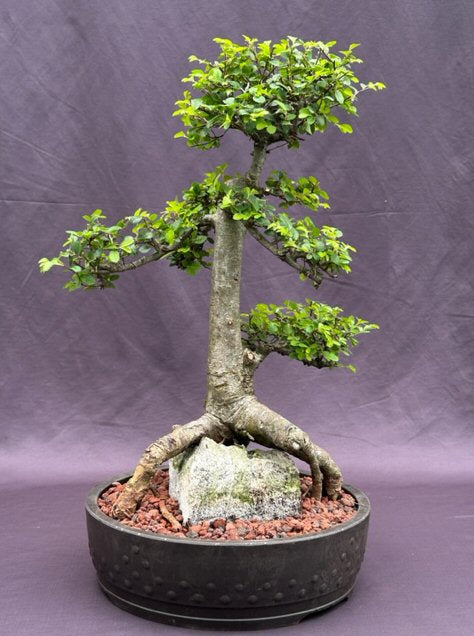 Chinese Elm Bonsai Tree-Tiered Branching & Root Over Rock Style-(ulmus parvifolia)