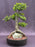 Chinese Elm Bonsai Tree-Tiered Branching & Root Over Rock Style-(ulmus parvifolia)