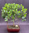 Flowering Tropical Dwarf Apple Bonsai Tree-Banyan Style-(clusia rosea 'nana')