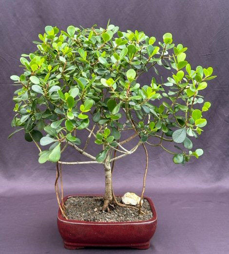 Flowering Tropical Dwarf Apple Bonsai Tree-Banyan Style-(clusia rosea 'nana')