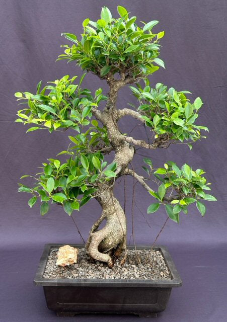 Ficus Retusa Bonsai Tree-Curved Trunk & Tired Branching-(ficus retusa)