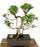 Ficus Retusa Bonsai Tree-Curved Trunk & Tired Branching-(ficus retusa)