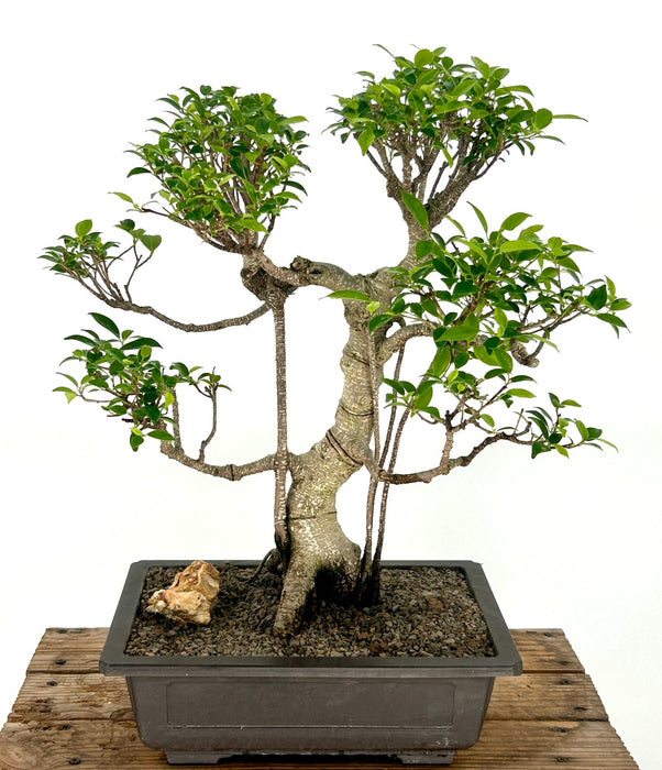 Ficus Retusa Bonsai Tree-Curved Trunk & Tired Branching-(ficus retusa)