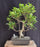 Ficus Retusa Bonsai Tree-Curved Trunk & Tired Branching-(ficus retusa)