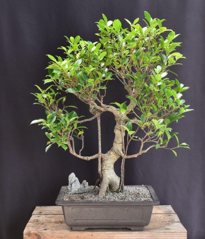 Ficus Retusa Bonsai Tree-Curved Trunk & Tired Branching-(ficus retusa)