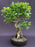 Ficus Retusa Bonsai Tree-Curved Trunk & Tired Branching-(ficus retusa)