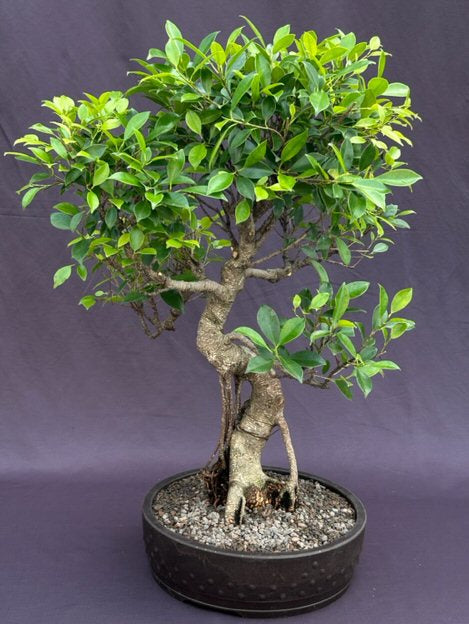 Ficus Retusa Bonsai Tree-Curved Trunk & Tired Branching-(ficus retusa)