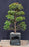 Trained Flowering Brush Cherry Bonsai Tree- (eugenia myrtifolia)