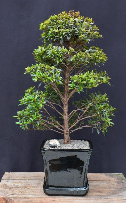 Trained Flowering Brush Cherry Bonsai Tree- (eugenia myrtifolia)
