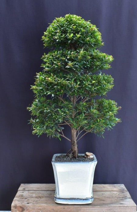 Trained Flowering Brush Cherry Bonsai Tree- (eugenia myrtifolia)