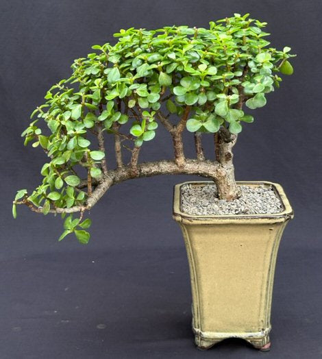 Baby Jade Bonsai Tree-Cascade Style-(Portulacaria Afra)